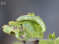 kleine wintervlinder (2836*2127)<br>(operophtera brumata)